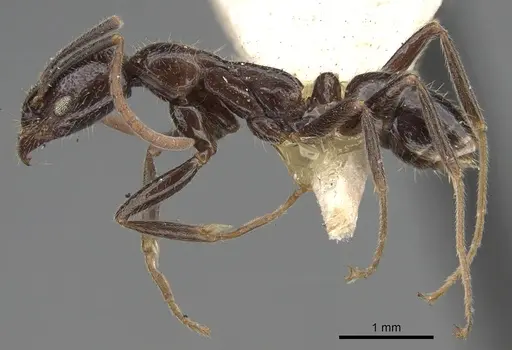 Leptogenys yerburyi specimen CASENT0281927 image casent0281927_3