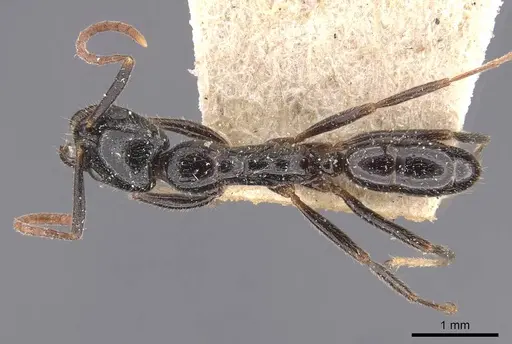 Leptogenys yerburyi specimen CASENT0907384 image casent0907384_1