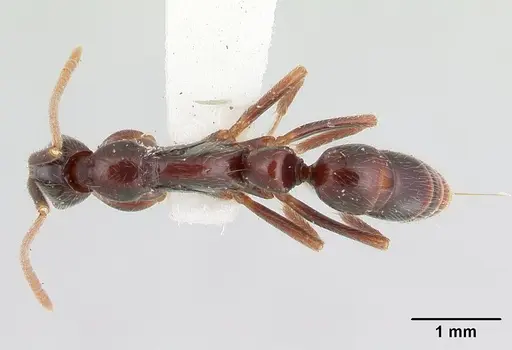 Leptogenys yocota specimen CASENT0178822 image casent0178822_1