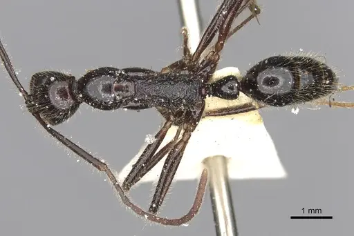 Leptogenys zapyxis specimen CASENT0902595 image casent0902595_1