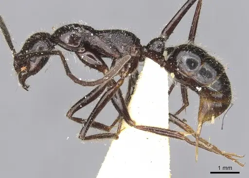 Leptogenys zapyxis specimen CASENT0902595 image casent0902595_3