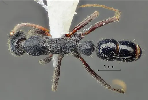 Leptogenys zhuangzii specimen ANTWEB1060509 image antweb1060509_1