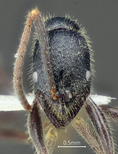 Leptogenys zhuangzii specimen ANTWEB1060509 image antweb1060509_2