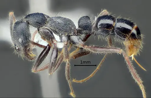 Leptogenys zhuangzii specimen ANTWEB1060509 image antweb1060509_3