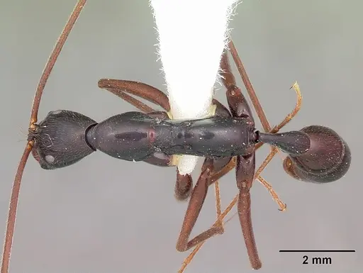 Leptogenys zohy specimen CASENT0102922 image casent0102922_1