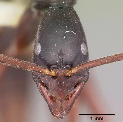Leptogenys zohy specimen CASENT0102922 image casent0102922_2