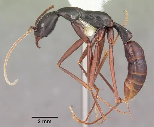 Leptogenys zohy specimen CASENT0102922 image casent0102922_3