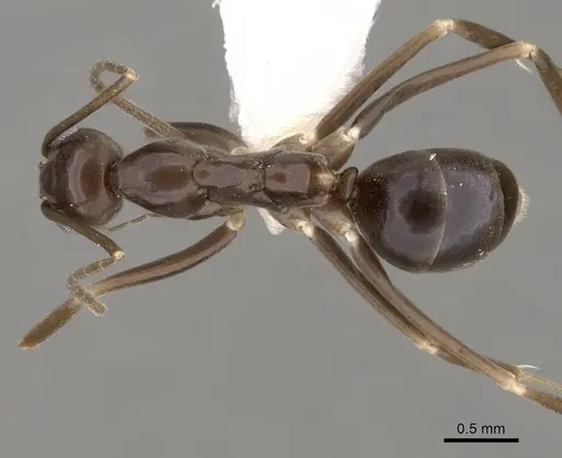 Leptomyrmex aitchisoni specimen CASENT0012033 image casent0012033_1