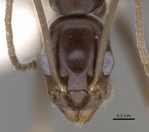Leptomyrmex aitchisoni specimen CASENT0012033 image casent0012033_2
