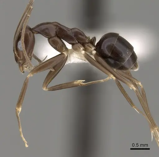 Leptomyrmex aitchisoni specimen CASENT0012033 image casent0012033_3