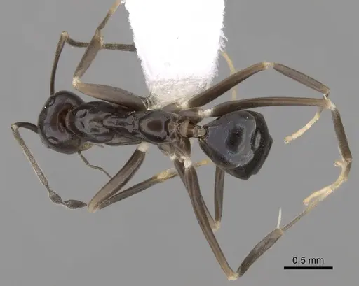 Leptomyrmex burwelli specimen CASENT0012048 image casent0012048_1
