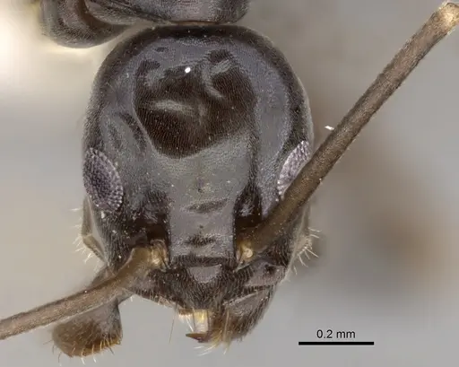 Leptomyrmex burwelli specimen CASENT0012048 image casent0012048_2