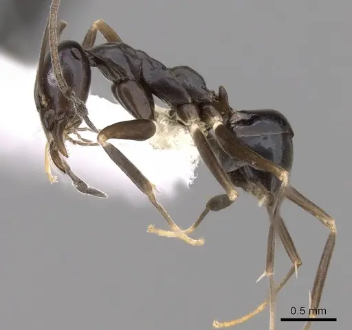 Leptomyrmex burwelli specimen CASENT0012048 image casent0012048_3