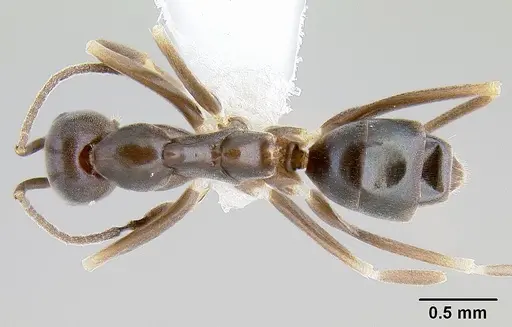 Leptomyrmex burwelli specimen CASENT0106001 image casent0106001_1