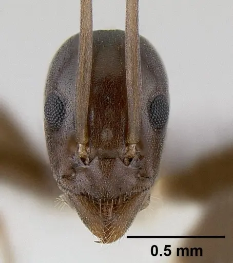 Leptomyrmex burwelli specimen CASENT0106001 image casent0106001_2