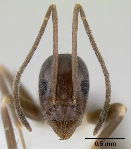 Leptomyrmex burwelli specimen CASENT0106001 image casent0106001_3