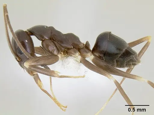 Leptomyrmex burwelli specimen CASENT0106001 image casent0106001_4
