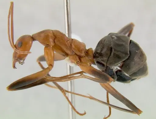 Leptomyrmex cnemidatus specimen CASENT0011801 image casent0011801_1