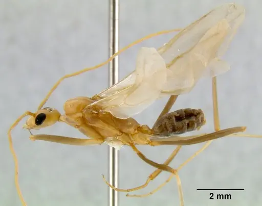 Leptomyrmex cnemidatus specimen CASENT0011808 image casent0011808_1