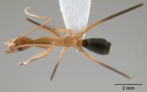 Leptomyrmex cnemidatus specimen CASENT0012219 image casent0012219_1