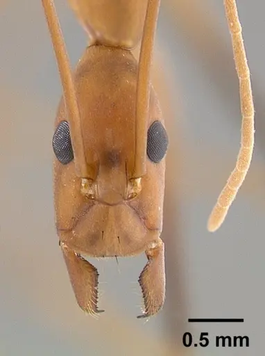 Leptomyrmex cnemidatus specimen CASENT0012219 image casent0012219_2