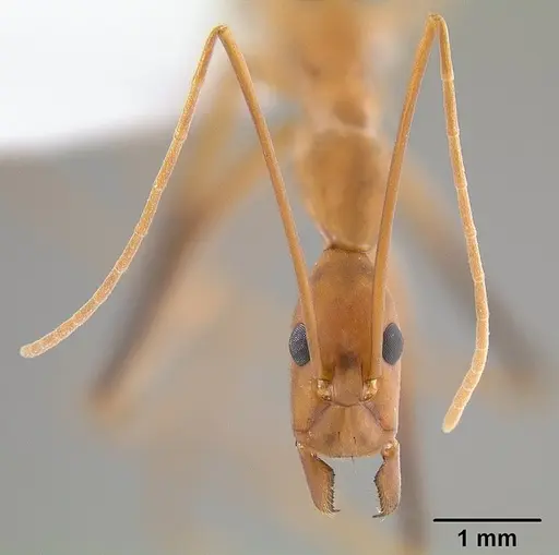 Leptomyrmex cnemidatus specimen CASENT0012219 image casent0012219_3