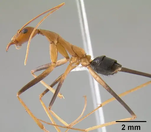 Leptomyrmex cnemidatus specimen CASENT0012219 image casent0012219_4
