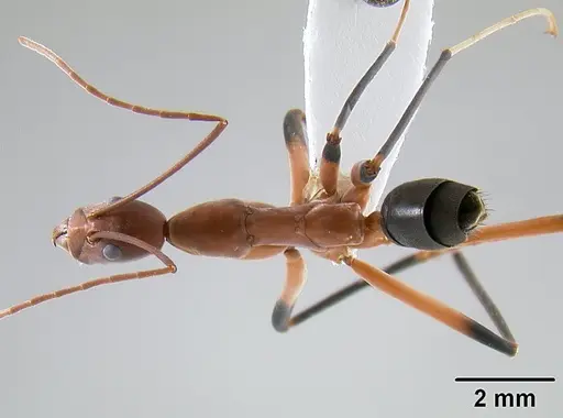 Leptomyrmex cnemidatus specimen CASENT0127094 image casent0127094_1
