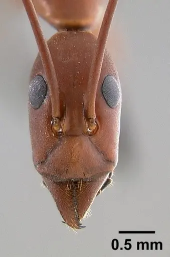 Leptomyrmex cnemidatus specimen CASENT0127094 image casent0127094_2