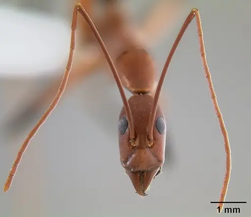 Leptomyrmex cnemidatus specimen CASENT0127094 image casent0127094_3