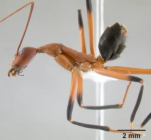 Leptomyrmex cnemidatus specimen CASENT0127094 image casent0127094_4