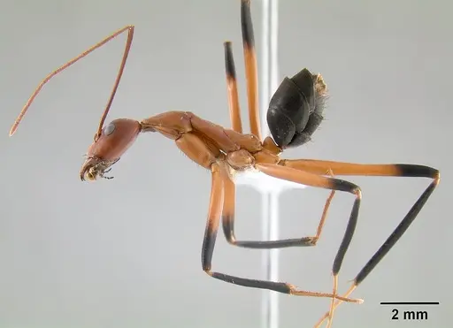 Leptomyrmex cnemidatus specimen CASENT0127094 image casent0127094_5