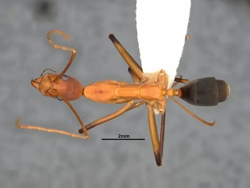 Leptomyrmex cnemidatus specimen CASENT0127101 image casent0127101_1