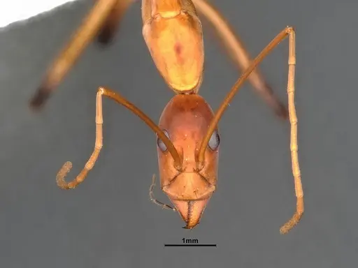 Leptomyrmex cnemidatus specimen CASENT0127101 image casent0127101_2
