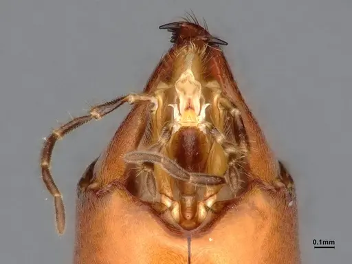 Leptomyrmex cnemidatus specimen CASENT0127101 image casent0127101_3