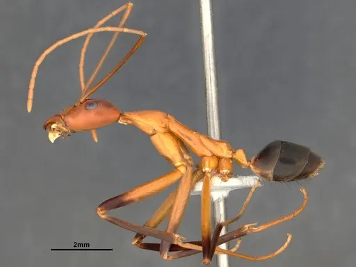 Leptomyrmex cnemidatus specimen CASENT0127101 image casent0127101_4