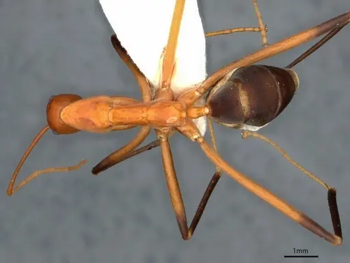 Leptomyrmex cnemidatus specimen CASENT0841233 image casent0841233_1