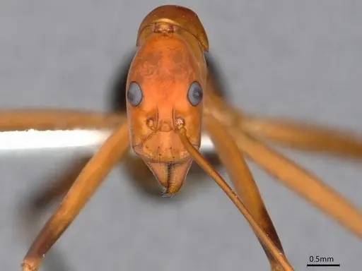 Leptomyrmex cnemidatus specimen CASENT0841233 image casent0841233_2