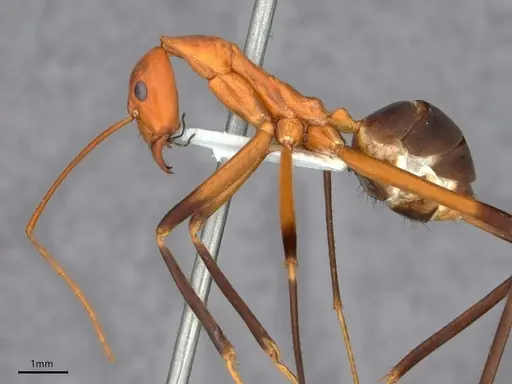 Leptomyrmex cnemidatus specimen CASENT0841233 image casent0841233_3