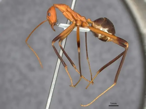 Leptomyrmex cnemidatus specimen CASENT0841233 image casent0841233_4