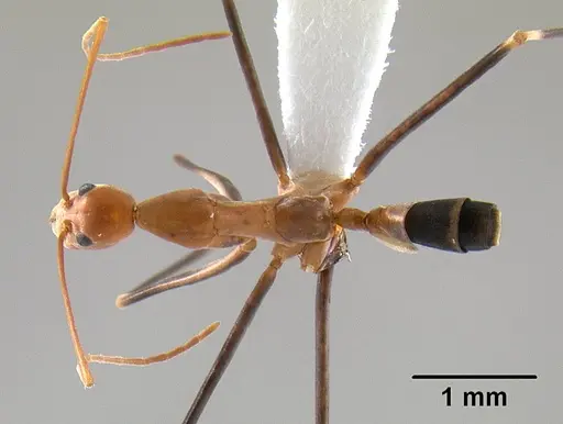 Leptomyrmex darlingtoni specimen CASENT0012024 image casent0012024_1