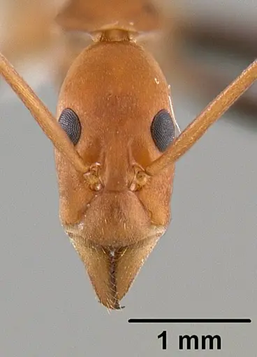 Leptomyrmex darlingtoni specimen CASENT0012024 image casent0012024_2