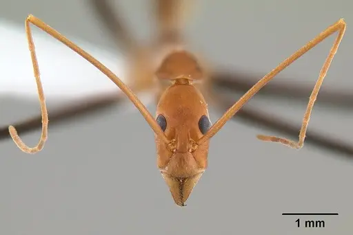 Leptomyrmex darlingtoni specimen CASENT0012024 image casent0012024_3