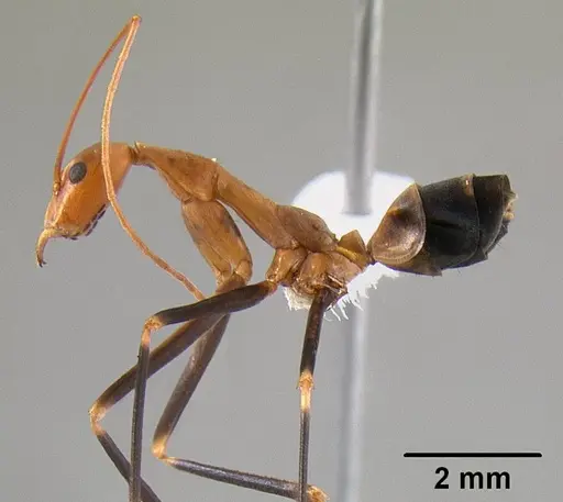 Leptomyrmex darlingtoni specimen CASENT0012024 image casent0012024_4