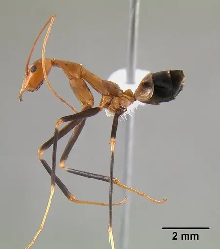 Leptomyrmex darlingtoni specimen CASENT0012024 image casent0012024_5