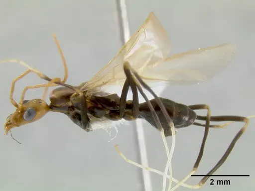 Leptomyrmex darlingtoni specimen CASENT0012029 image casent0012029_1