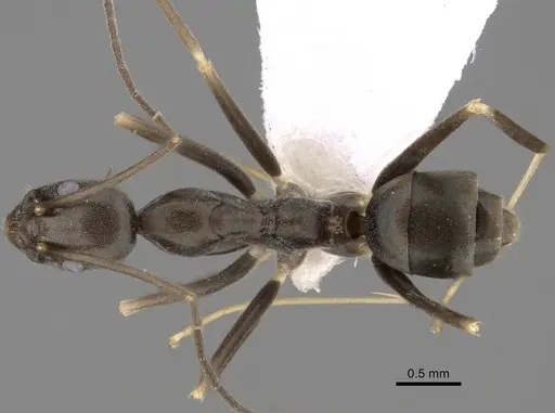 Leptomyrmex dolichoscapus specimen CASENT0127154 image casent0127154_1