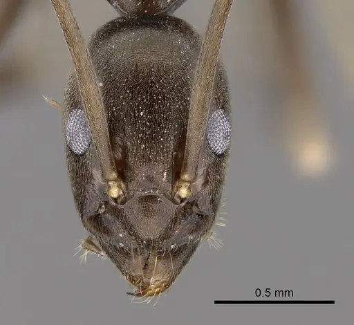 Leptomyrmex dolichoscapus specimen CASENT0127154 image casent0127154_2