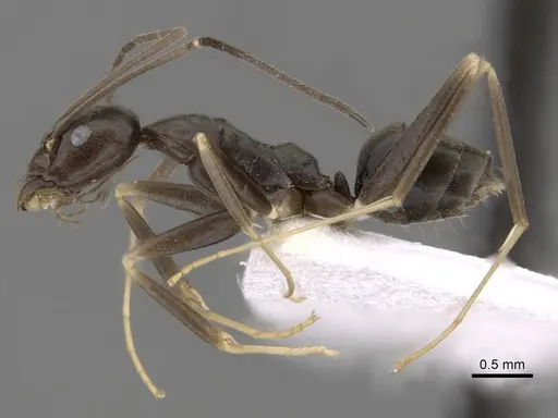 Leptomyrmex dolichoscapus specimen CASENT0127154 image casent0127154_3