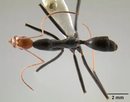 Leptomyrmex erythrocephalus specimen CASENT0011746 image casent0011746_1